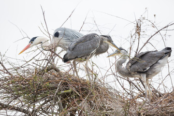 Grey Heron, Ardea cinerea