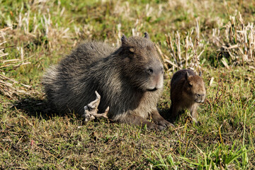 Capybara family