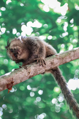 squirrel in the tree