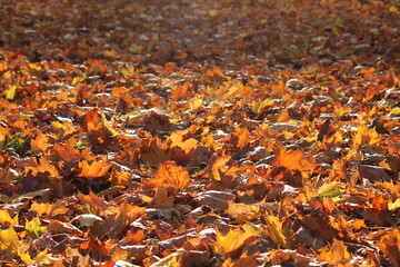 autumn leaves fall 