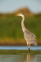 Grey Heron, Ardea cinerea