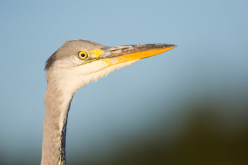 Grey Heron, Ardea cinerea