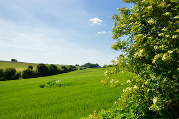 Beautiful countryside landscape under a blue sky during spring. With a wheat field.