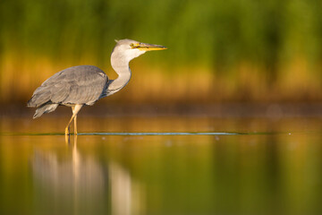 Grey Heron, Ardea cinerea