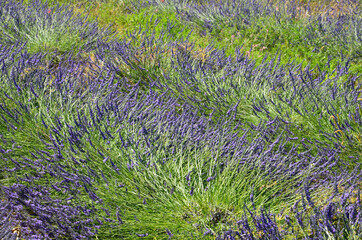 Scented purple lavender field background, closeup of flowers, green leaves and stalks, Provence in summer