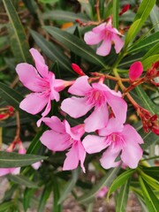 Fototapeta na wymiar Nerium oleander