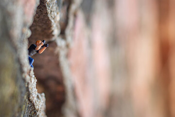 Miniature : photographer taking a photo of nature in the tropical forest.