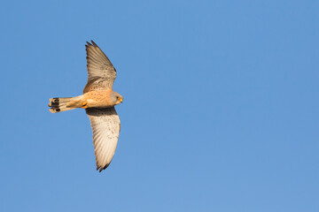 Lesser Kestrel, Falco naumanni