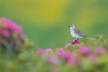 Water Pipit, Anthus spinoletta spinoletta