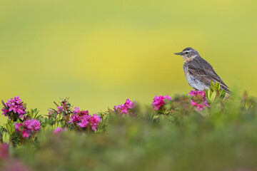 Water Pipit, Anthus spinoletta spinoletta