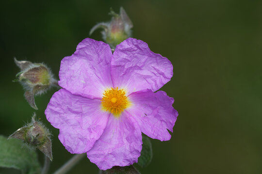  Kretische Zistrose