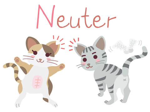 地域猫TNRの説明イラスト　Neuter