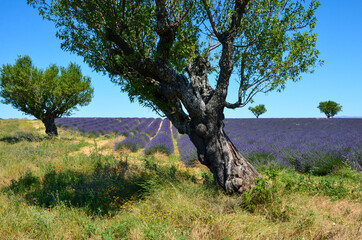 Blooming lavender field on Valensole high plateau in Provence, olive trees next to it, meadow with...