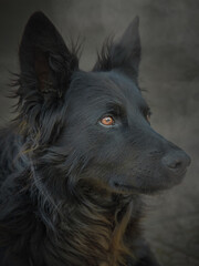Cane ritratto intenso e misterioso 