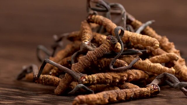 some Chinese caterpillar fungus on the table