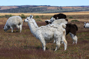 Lamas © Andreas Edelmann