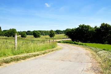 A country road in a green landscape during the spring.