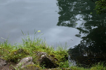 植物が生えた湖岸