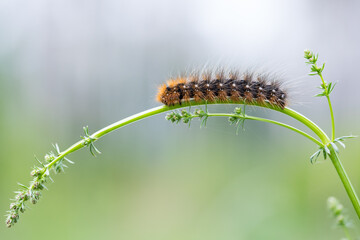 Garden Tiger Moth, Arctia caja