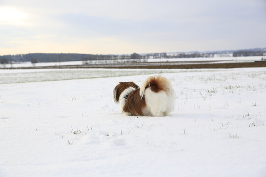 Abby im Schnee - kleiner Hund im Winter