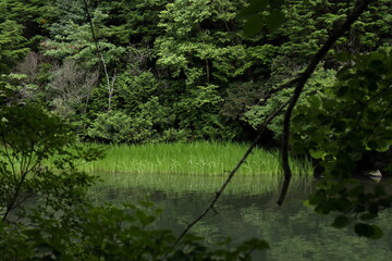 森の中の池の風景