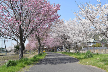 Cycling road at Tsukuba City, Ibaraki Prefecture, Japan
