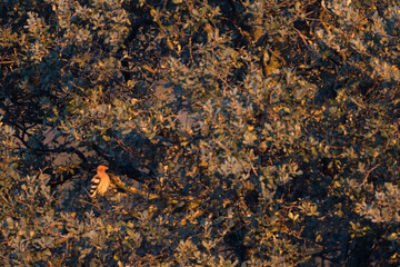 Eurasian Hoopoe, Upupa epops