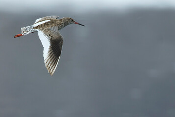 Common Redshank, Tringa totanus ssp. eurhina