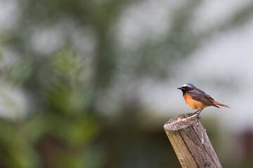 Common Redstart, Phoenicurus phoenicurus phoenicurus