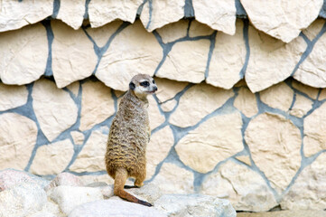 Meerkat (Suricata suricatta) stands and look back in zoo open air zone