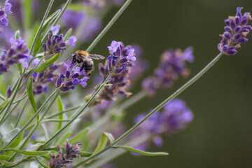 bumblebee on lavender