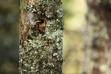 Crested Tit, Lophophanes cristatus