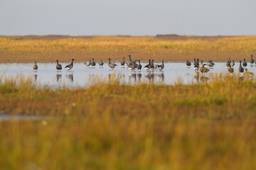 Dark-bellied Brent Goose, Branta bernicla ssp. bernicla