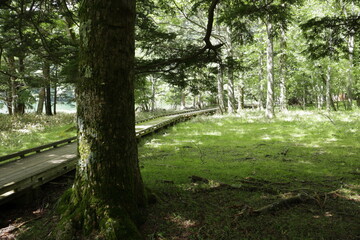 Naklejka premium 森の中の散歩道