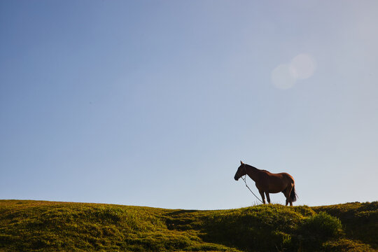 Caballo color marr&oacute;n parado en c&eacute;sped verde con fondo el cielo celeste. Libre en el campo.