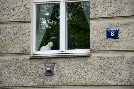 Cat In The Window