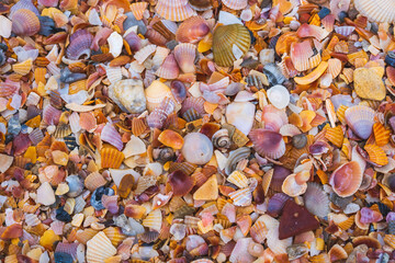 Small colorful shells on the beach.