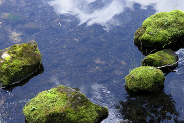 水面に並んだ苔むした岩