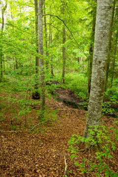 footpath in the beech woods
