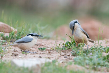Eastern Rock Nuthatch, Sitta tephronata tephronata