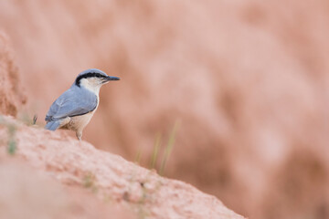 Fototapeta premium Eastern Rock Nuthatch, Sitta tephronata tephronata