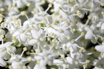 white flowers in the garden