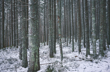 Forest in snowy winter, color toned picture.