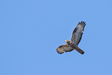 European Honey-buzzard, Pernis apivorus