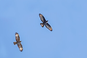 European Honey-buzzard, Pernis apivorus