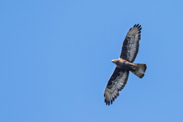 European Honey-buzzard, Pernis apivorus