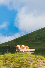 A terribly tired alpine cow leans on a tourist bench. Around a field of wildflowers, green meadow in the scenic mountains in Alps.
