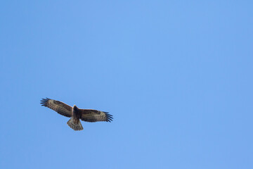 European Honey-buzzard, Pernis apivorus