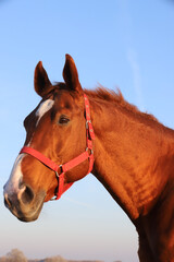 Head shot portrait of a thoroughbred stallion at sunset on meadow