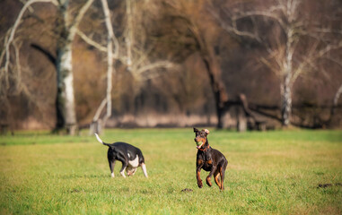 Doberman Pinscher with ball running on the field